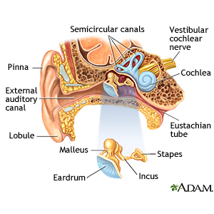 Stapedectomy of the Stapes of the Ear - Labelled – Medical Stock